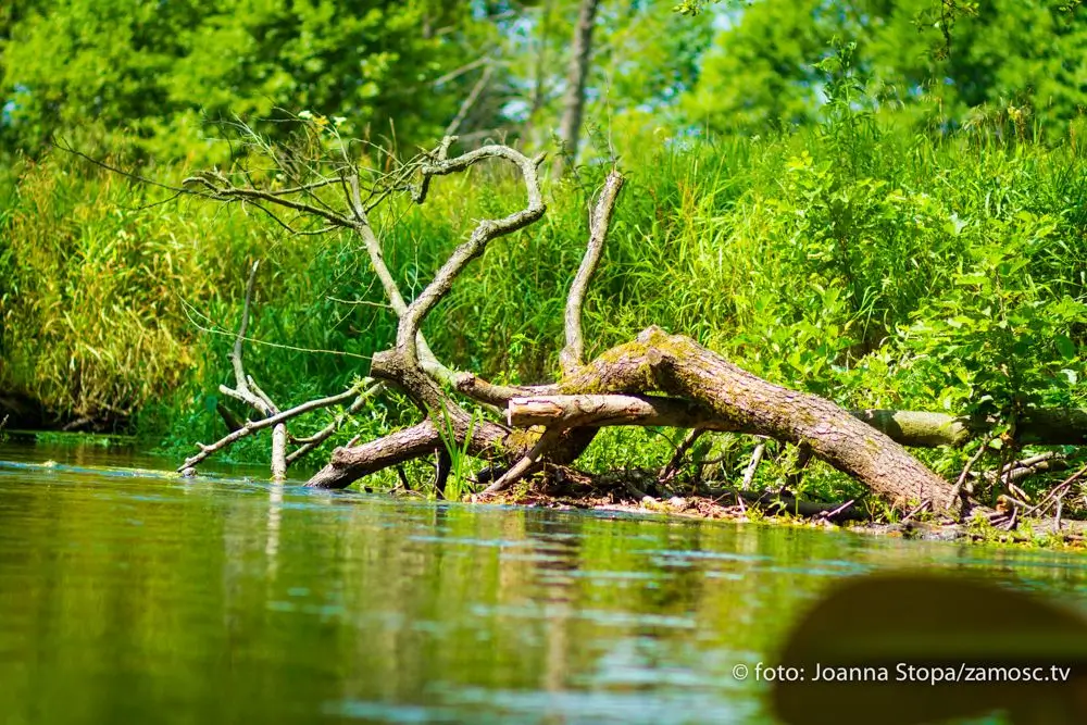 Spływ kajakowy na rzece Wieprz - uczestnicy na tle pięknej przyrody