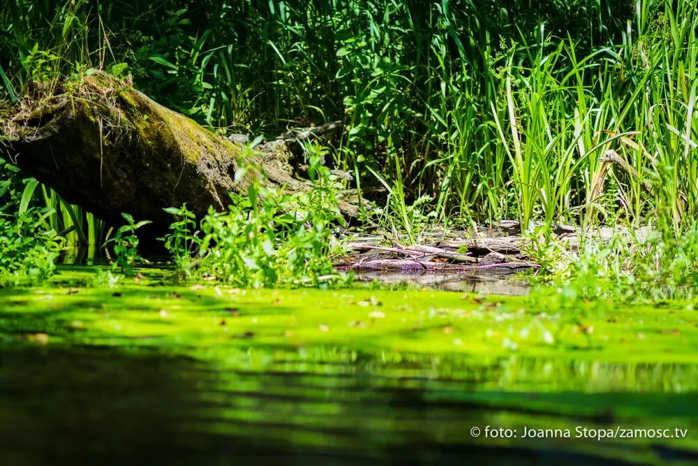 Spływ kajakowy na rzece Wieprz - uczestnicy na tle pięknej przyrody