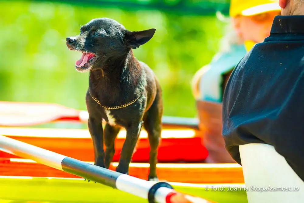 Zdjęcie pieska na spływie kajakowym rzekę Wieprz