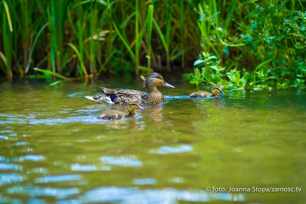 Zdjęcie rzeki Wieprz na Roztoczu