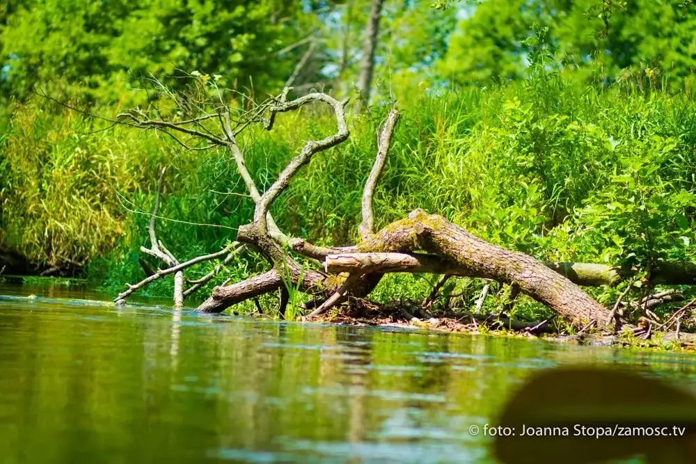 Malownicze zakola rzeki Wieprz idealne na spokojny spływ kajakowy.