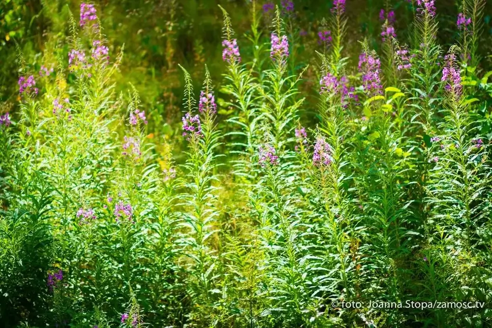 Spływy kajakowe w Zwierzyńcu malowniczą rzeką Wieprz.
