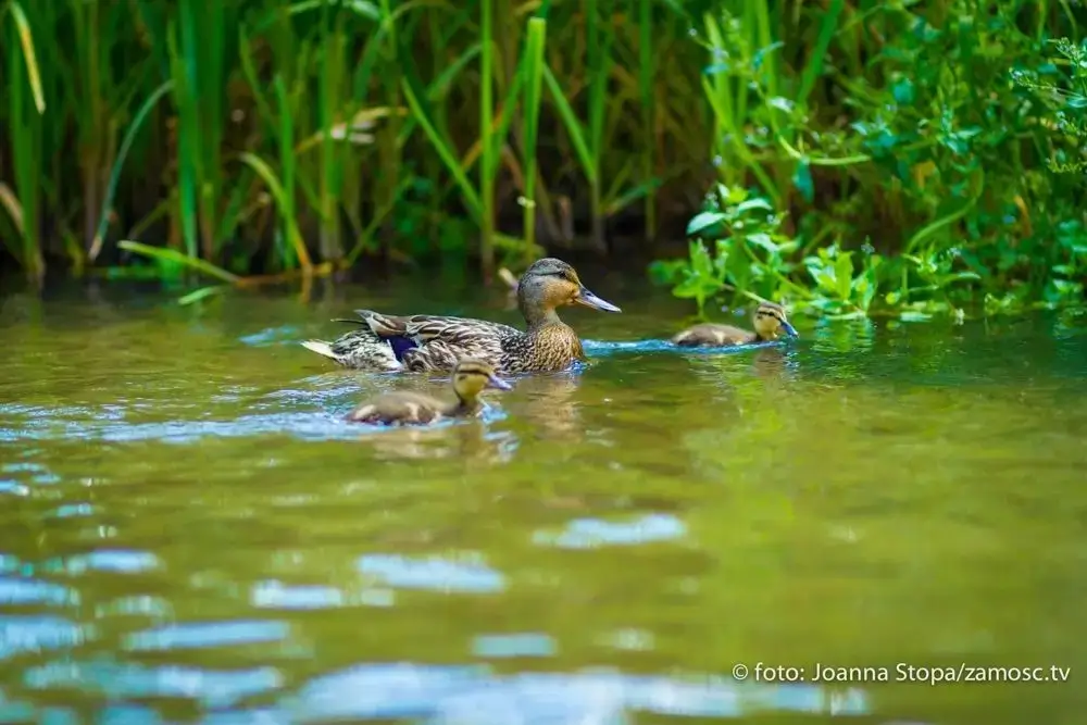 Las odbijający się w tafli wody podczas spływu na Roztoczu.