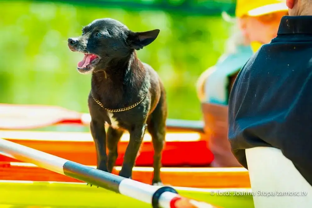 Krystalicznie czysta woda rzeki Wieprz na roztoczańskim szlaku.